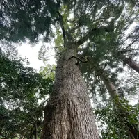 因幡国二之宮 大江神社の写真・動画_image_581916