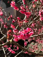 澤田政廣記念美術館の写真・動画_image_582334