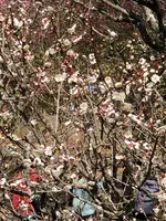 澤田政廣記念美術館の写真・動画_image_582336