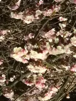 糸川遊歩道の写真・動画_image_582372