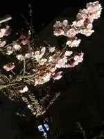 糸川遊歩道の写真・動画_image_582373