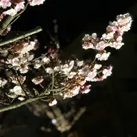 糸川遊歩道の写真・動画_image_582374
