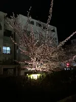 糸川遊歩道の写真・動画_image_582376