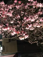 糸川遊歩道の写真・動画_image_582377