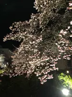 糸川遊歩道の写真・動画_image_582378