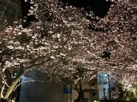 あたみ桜 糸川桜まつりの写真・動画_image_582385