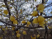 曽我梅林の写真・動画_image_582558