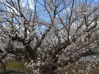 曽我梅林の写真・動画_image_582561