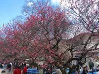 曽我梅林の写真・動画_image_582568