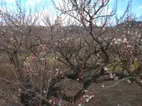 曽我梅林の写真・動画_image_582573