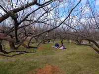 曽我梅林の写真・動画_image_582575