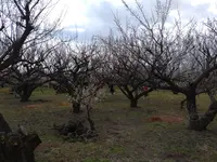 曽我梅林の写真・動画_image_582579