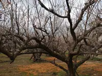 曽我梅林の写真・動画_image_582581
