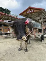 竹富島の写真・動画_image_584099