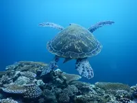 山原海岸（クリスタルビーチ）の写真・動画_image_584208