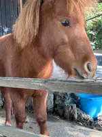 楽寿園の写真・動画_image_586041