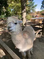楽寿園の写真・動画_image_586051