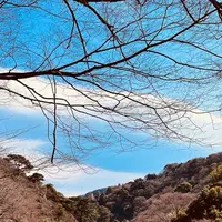 熱海梅園の写真・動画_image_587514