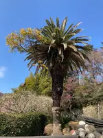 熱海梅園の写真・動画_image_587517