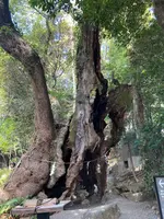 來宮神社の写真・動画_image_587570