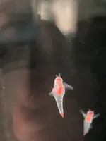 鳥羽水族館の写真・動画_image_588140