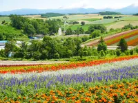 四季彩の丘の写真・動画_image_588570