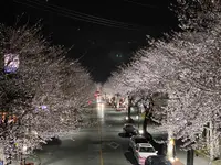 桜並木の写真・動画_image_589094
