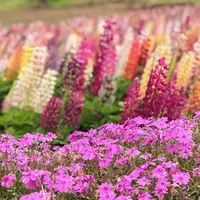 鹿沼市花木センターの写真・動画_image_589106