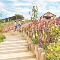 鹿沼市花木センターの写真・動画_image_589107