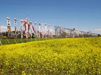 那須ハートフルファーム 菜の花畑 ひまわり畑 愛込の写真・動画_image_589115