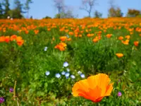 太田市北部運動公園の写真・動画_image_589127