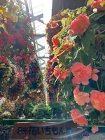 日光花いちもんめの写真・動画_image_589131