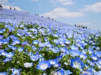 国営ひたち海浜公園の写真・動画_image_589132