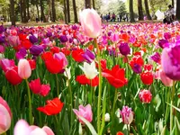国営ひたち海浜公園の写真・動画_image_589133