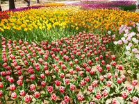 国営ひたち海浜公園の写真・動画_image_589134