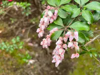 六義園の写真・動画_image_591316