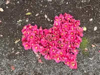 六義園の写真・動画_image_591319