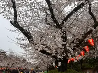 上野恩賜公園（上野公園）の写真・動画_image_591336