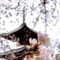 叡昌山 本法寺の写真・動画_image_591975
