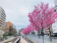 一条戻橋の写真・動画_image_592054