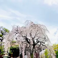 千本釈迦堂（大報恩寺）の写真・動画_image_592061