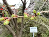 千本釈迦堂（大報恩寺）の写真・動画_image_592064