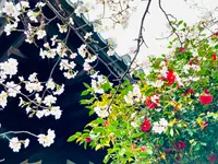 千本釈迦堂（大報恩寺）の写真・動画_image_592065