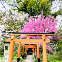 平野神社の写真・動画_image_592073