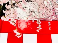 平野神社の写真・動画_image_592074