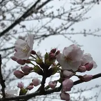 館山城跡の写真・動画_image_592183
