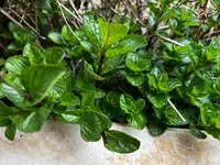 D-PEPEの写真・動画_image_592245