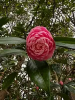 鎌倉大仏（高徳院）の写真・動画_image_592273