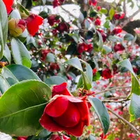 霊鑑寺の写真・動画_image_592808