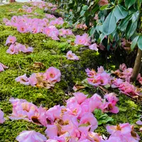 霊鑑寺の写真・動画_image_592809